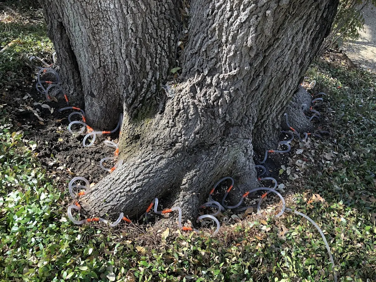 Detailed Tree Cabling and Bracing job site in Jones Mills