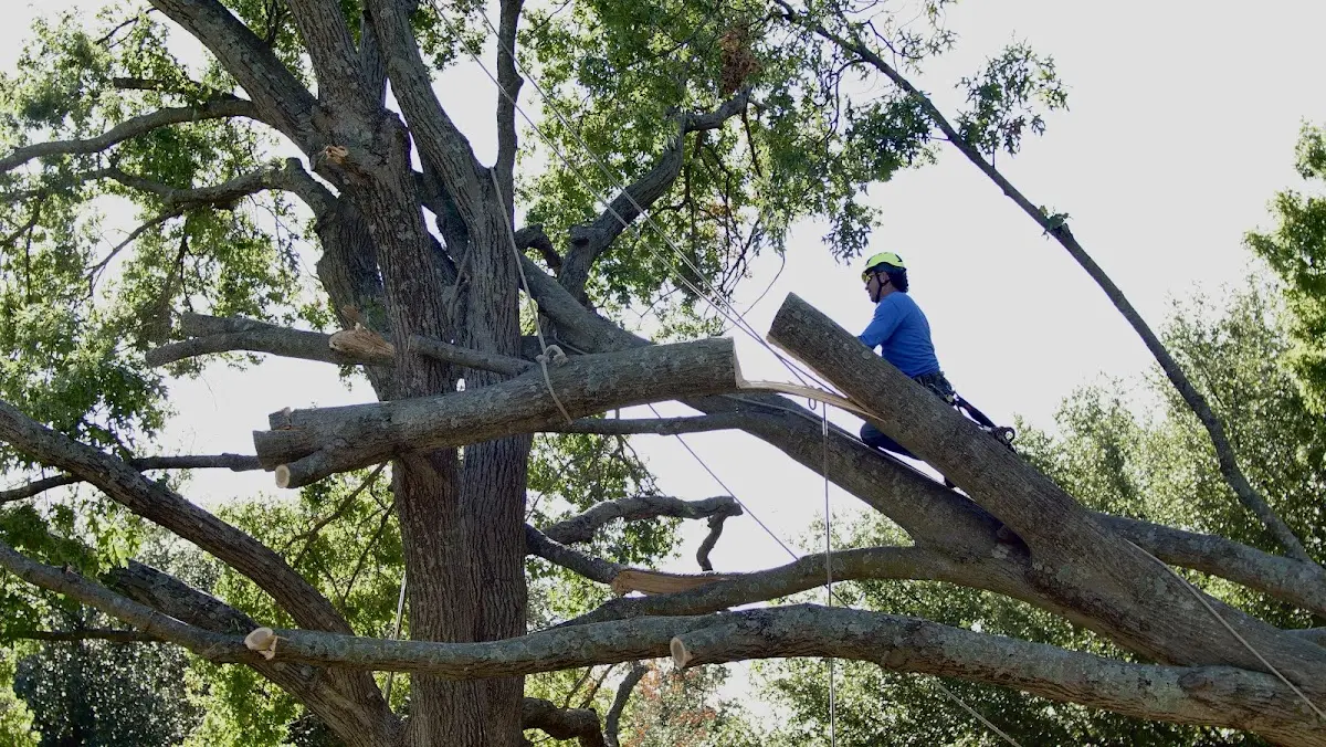 Professional Crown Thinning performed by certified arborists in Jones Mills