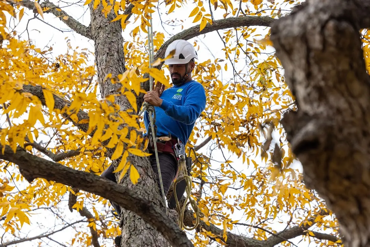 Skilled Tree Pruning crew working in Jones Mills