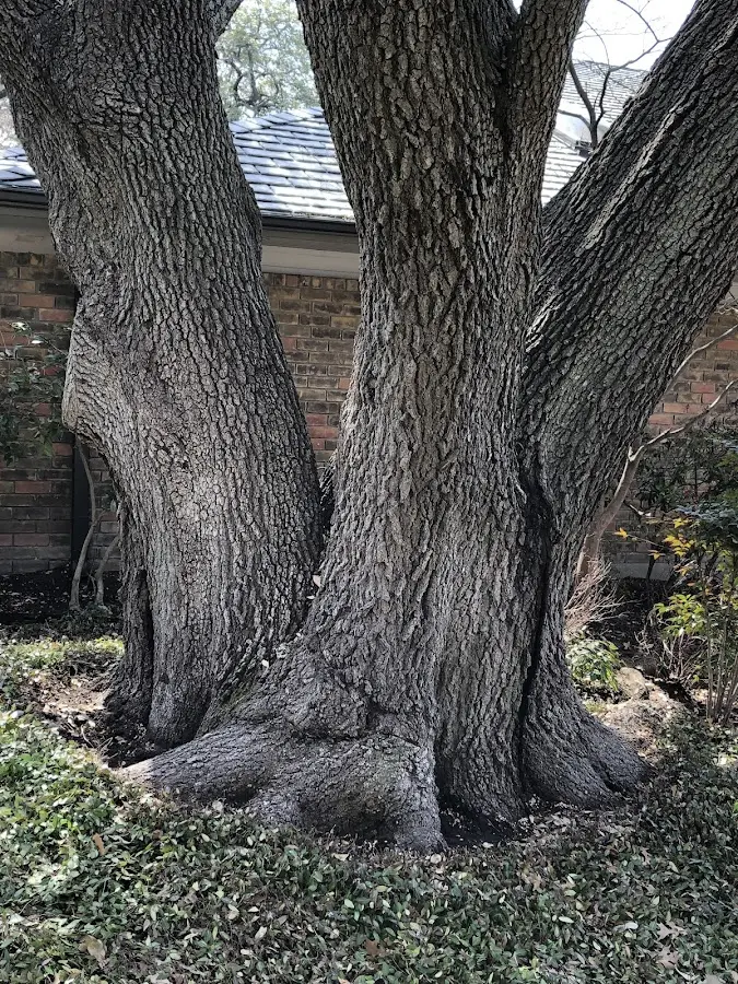 Mature heritage tree close to a Jones Mills property cared for by certified arborists